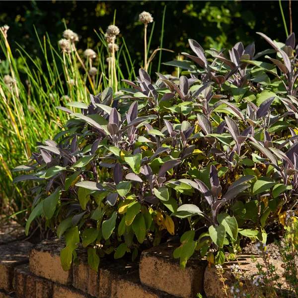Salvia officinalis 'Purpurascens'