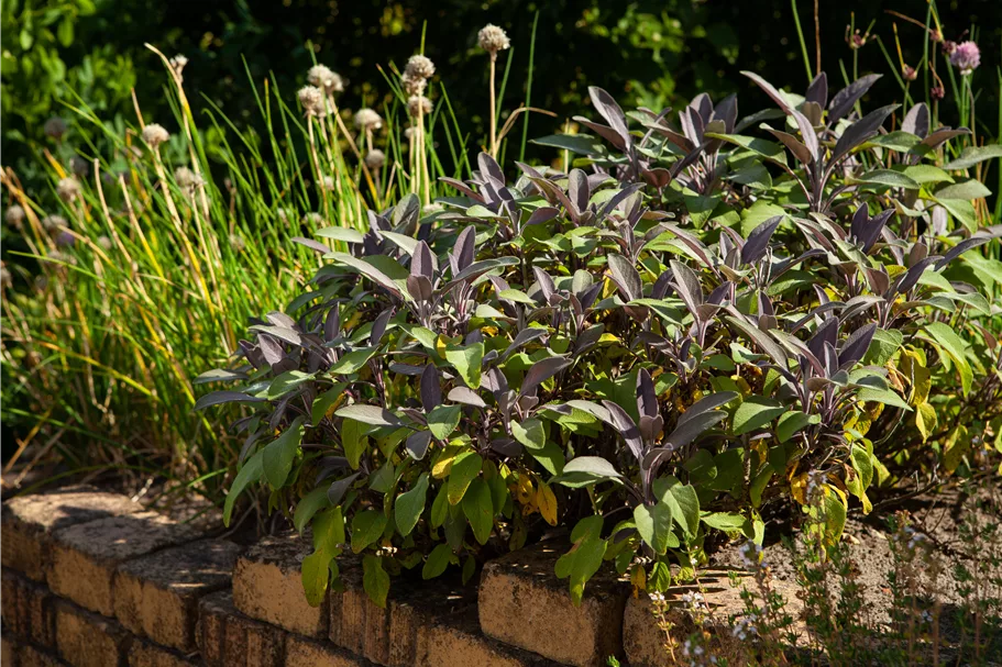 Salvia officinalis 'Purpurascens'