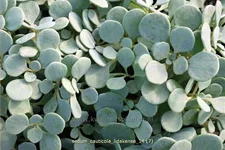 Sedum cauticola 'Lidakense'