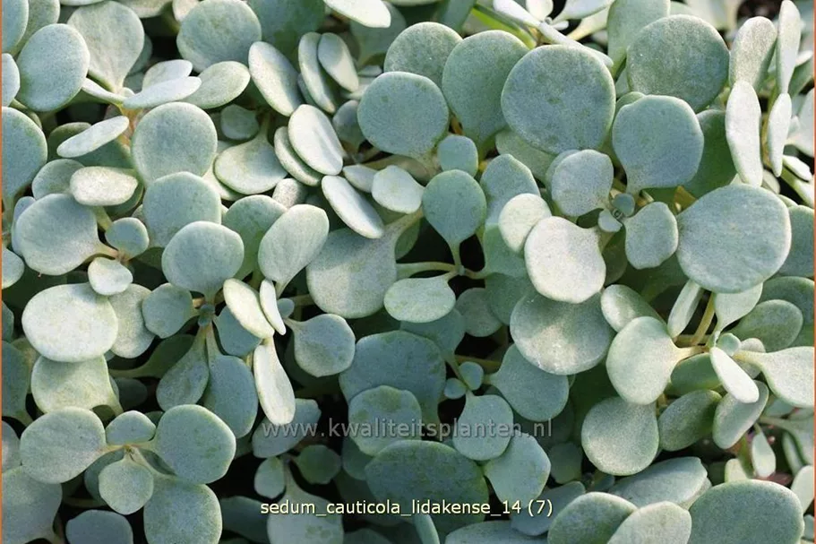 Sedum cauticola 'Lidakense'