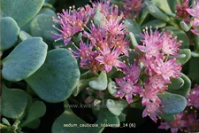 Sedum cauticola 'Lidakense'