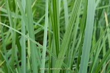 Sesleria sadleriana