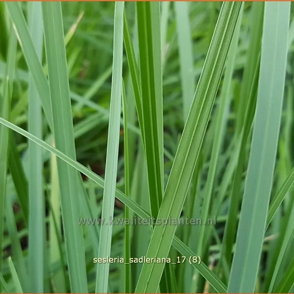 Sesleria sadleriana