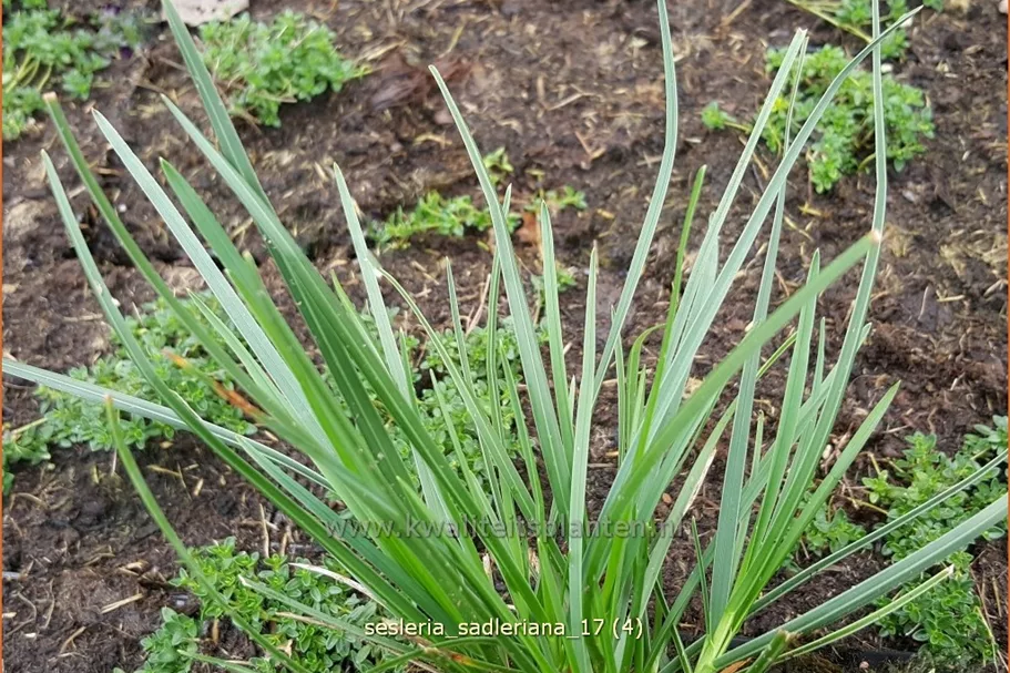 Sesleria sadleriana