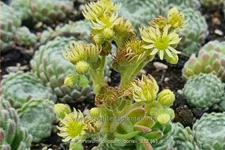 Sempervivum ciliosum 'Borisii'