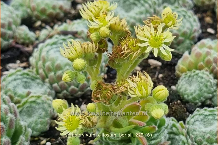 Sempervivum ciliosum 'Borisii'