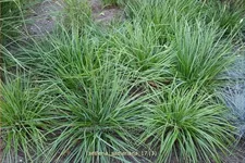 Sesleria sadleriana
