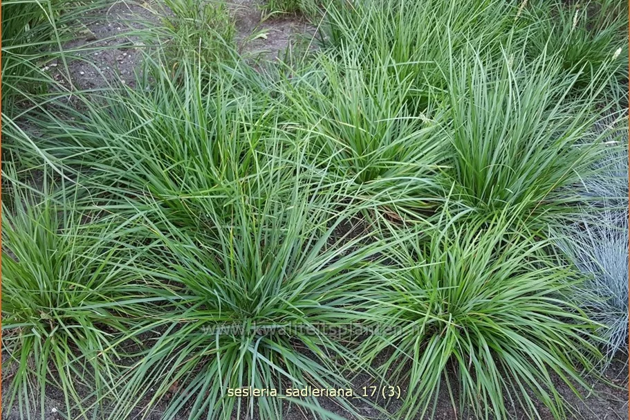 Sesleria sadleriana