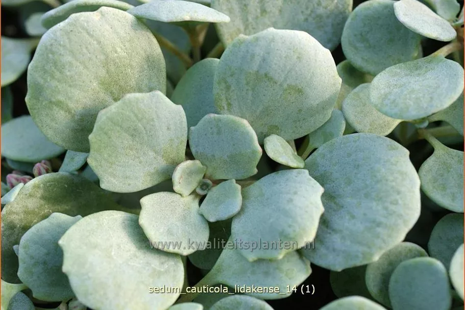 Sedum cauticola 'Lidakense'