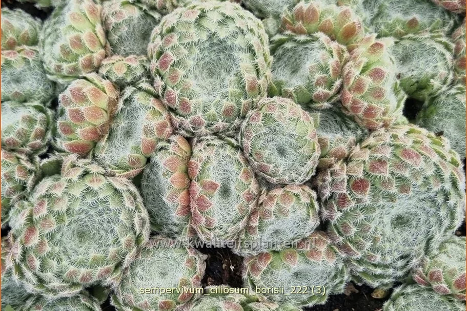 Sempervivum ciliosum 'Borisii'