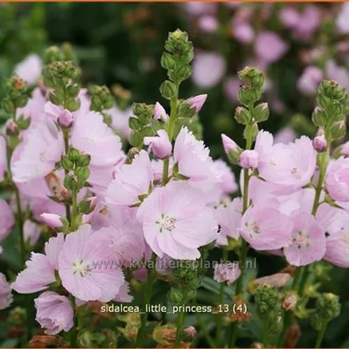Sidalcea 'Little Princess'