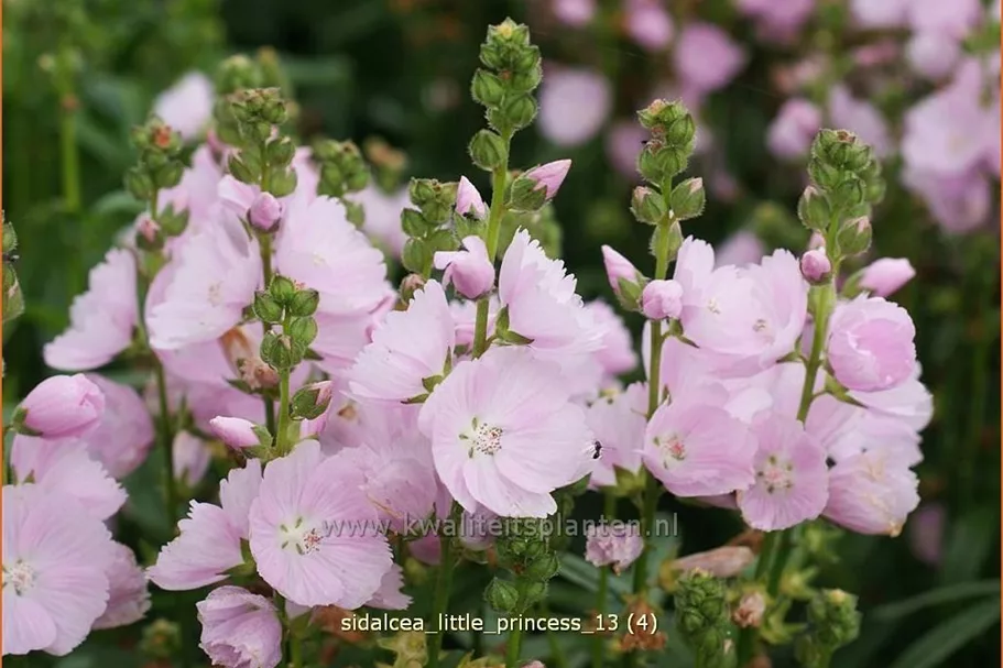 Sidalcea 'Little Princess'
