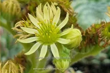 Sempervivum ciliosum 'Borisii'