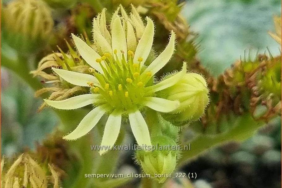 Sempervivum ciliosum 'Borisii'