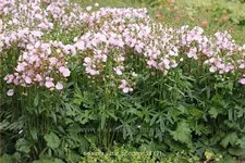 Sidalcea 'Little Princess'