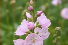 Sidalcea 'Little Princess'