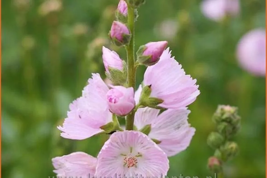Sidalcea 'Little Princess'