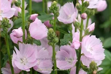 Sidalcea 'Little Princess'