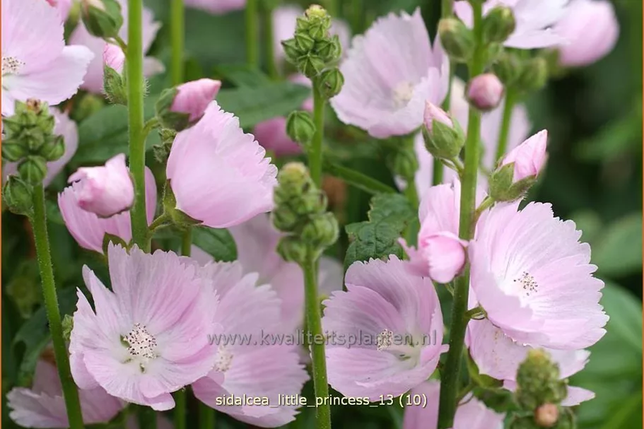 Sidalcea 'Little Princess'
