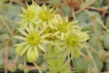 Sempervivum ciliosum 'Borisii'