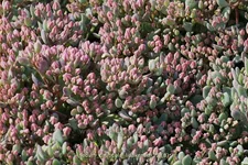 Sedum cauticola 'Lidakense'