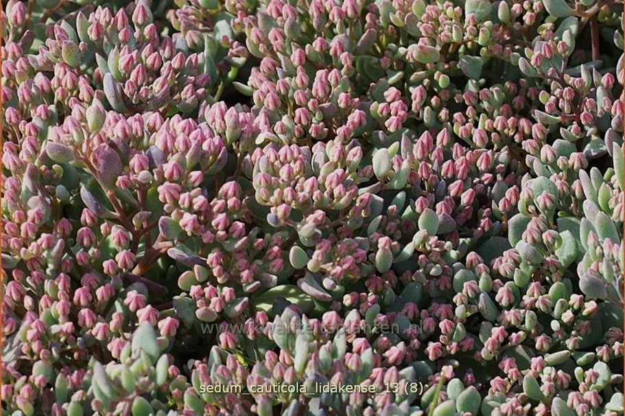 Sedum cauticola 'Lidakense'