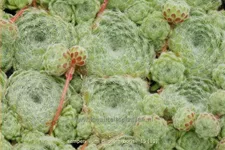 Sempervivum ciliosum 'Borisii'