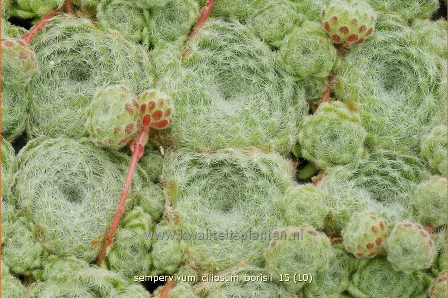 Sempervivum ciliosum 'Borisii'