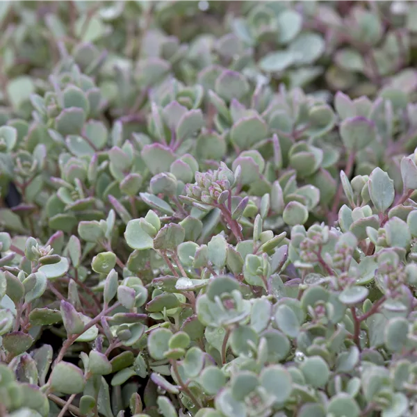 Sedum cauticola 'Lidakense'