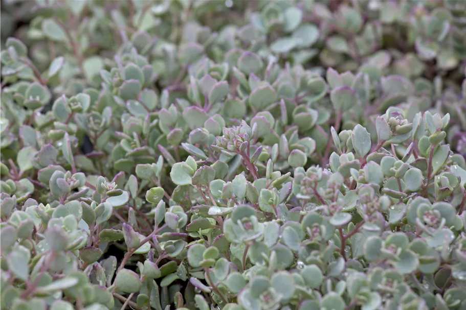 Sedum cauticola 'Lidakense'