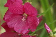 Sidalcea oregana 'Brilliant'
