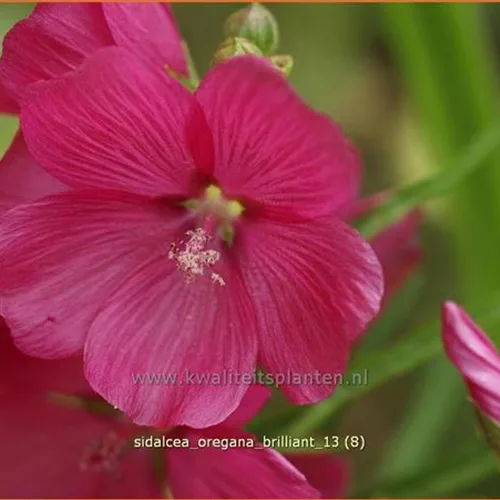 Sidalcea oregana 'Brilliant'