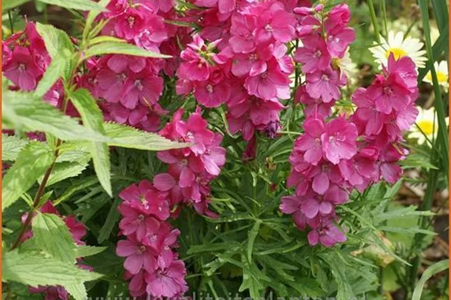Sidalcea oregana 'Brilliant'