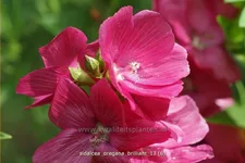 Sidalcea oregana 'Brilliant'