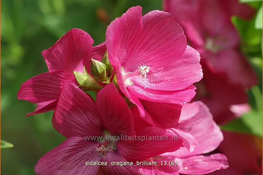 Sidalcea oregana 'Brilliant'