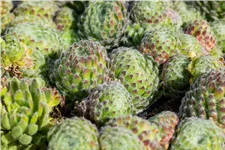 Sempervivum ciliosum 'Borisii'
