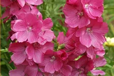 Sidalcea oregana 'Brilliant'