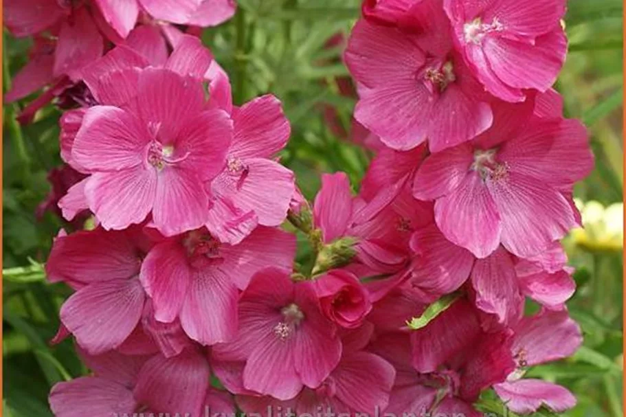 Sidalcea oregana 'Brilliant'