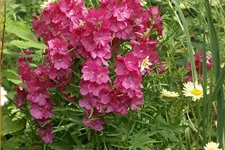 Sidalcea oregana 'Brilliant'