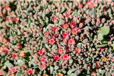 Sedum cauticola 'Lidakense'