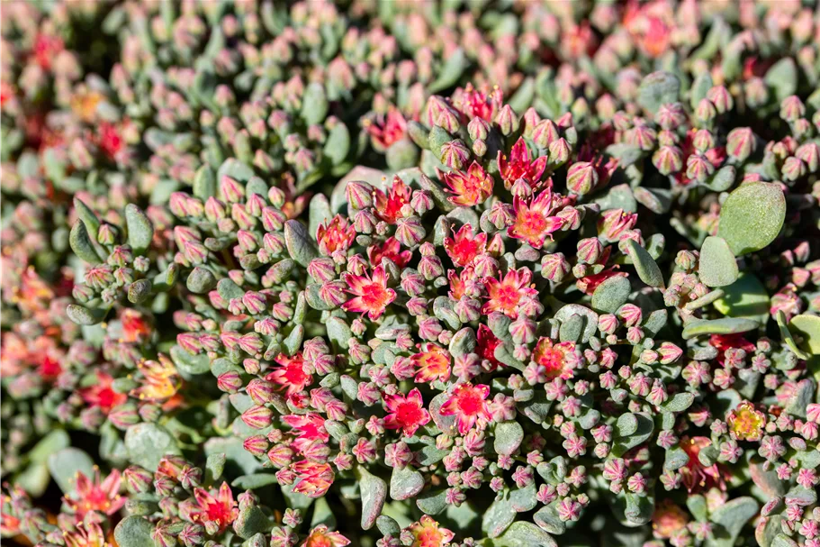 Sedum cauticola 'Lidakense'