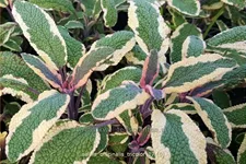 Salvia officinalis 'Tricolor'