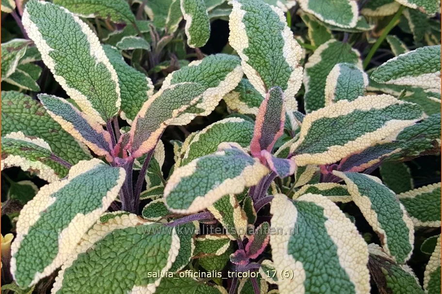 Salvia officinalis 'Tricolor'