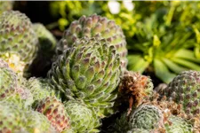 Sempervivum ciliosum 'Borisii'