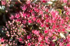 Sedum cauticola 'Lidakense'
