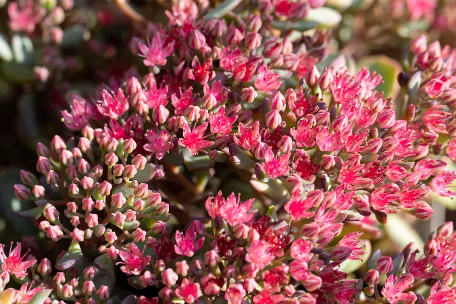 Sedum cauticola 'Lidakense'