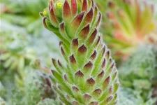 Sempervivum ciliosum 'Borisii'