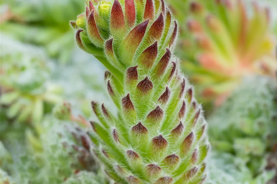 Sempervivum ciliosum 'Borisii'