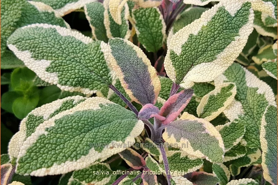 Salvia officinalis 'Tricolor'