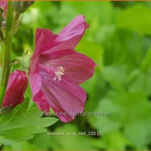 Sidalcea 'Wine Red'
